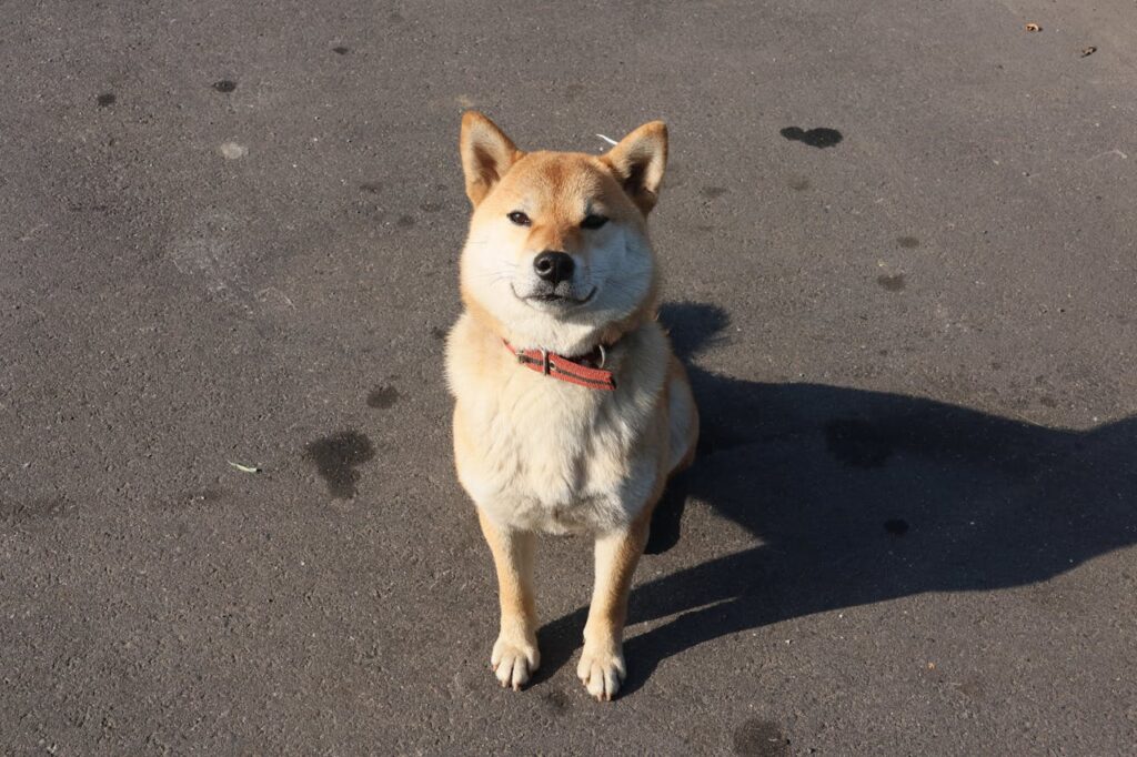 shiba inu