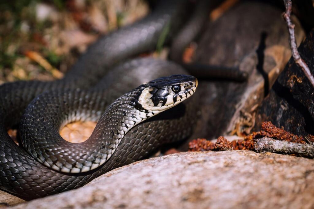 Snake