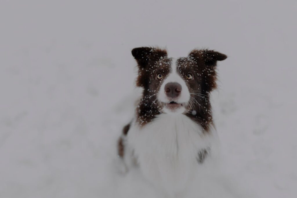 border collie