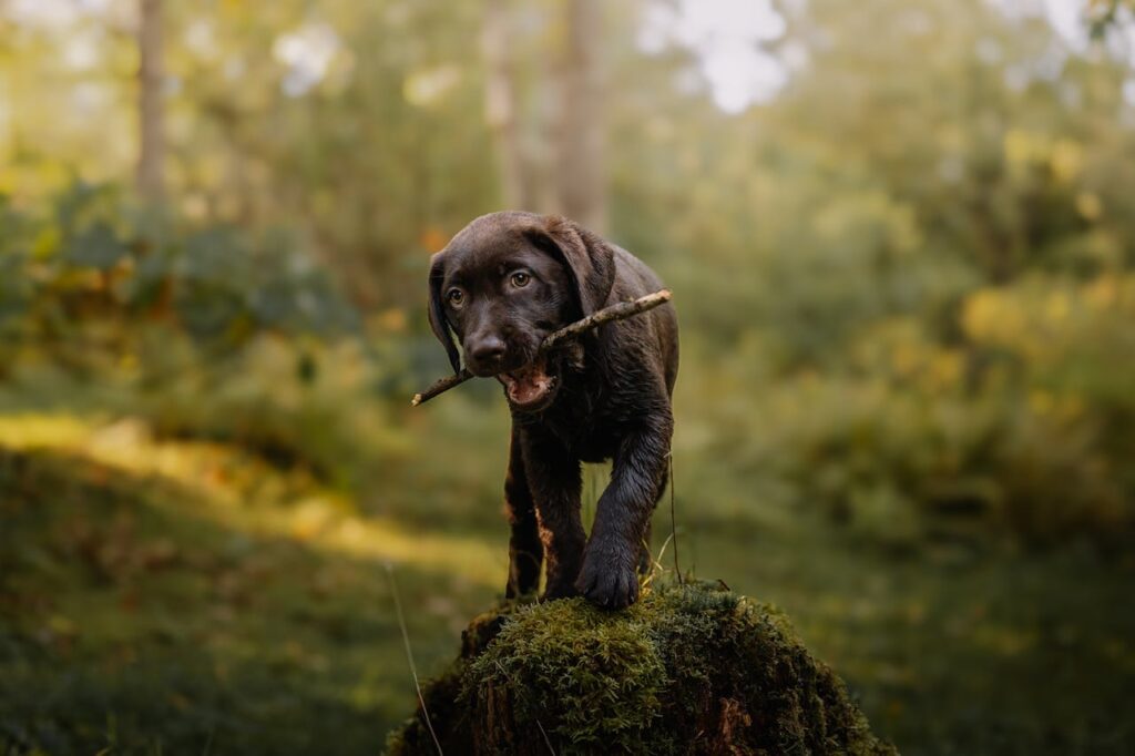 labrador