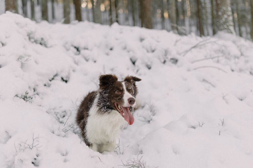 border collie