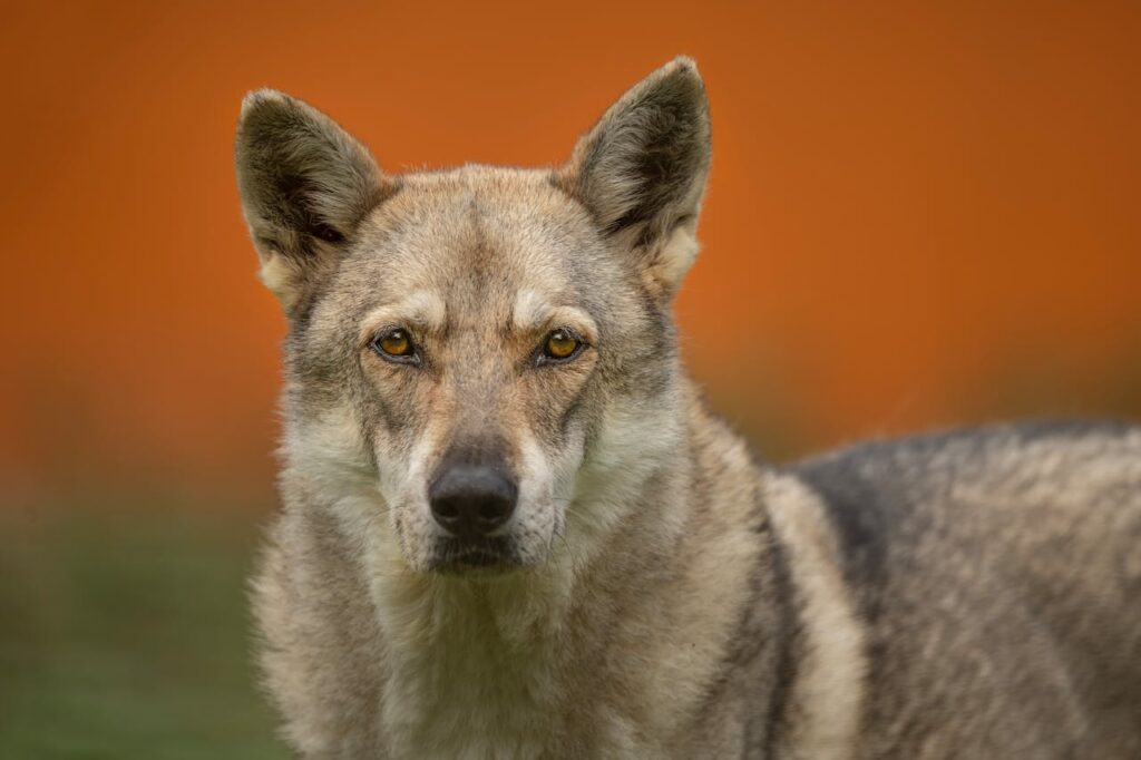 czechoslovakian-wolfdog