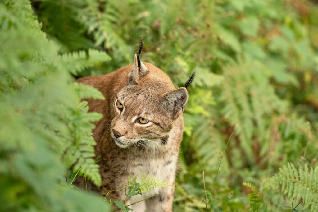 eurasian lynx