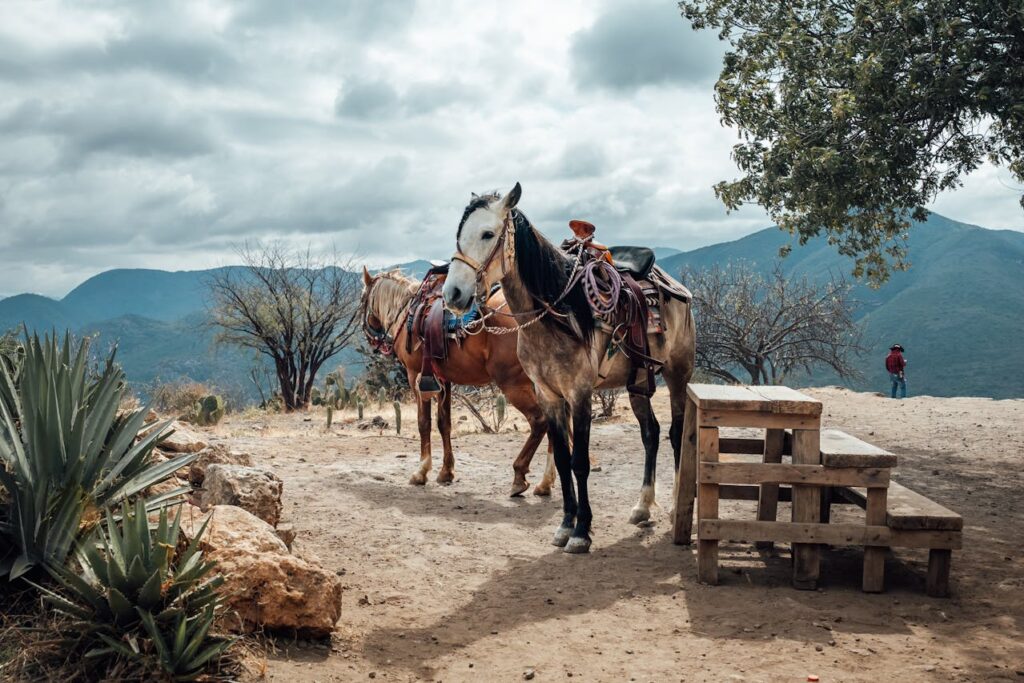 Horse in Modren American Culture