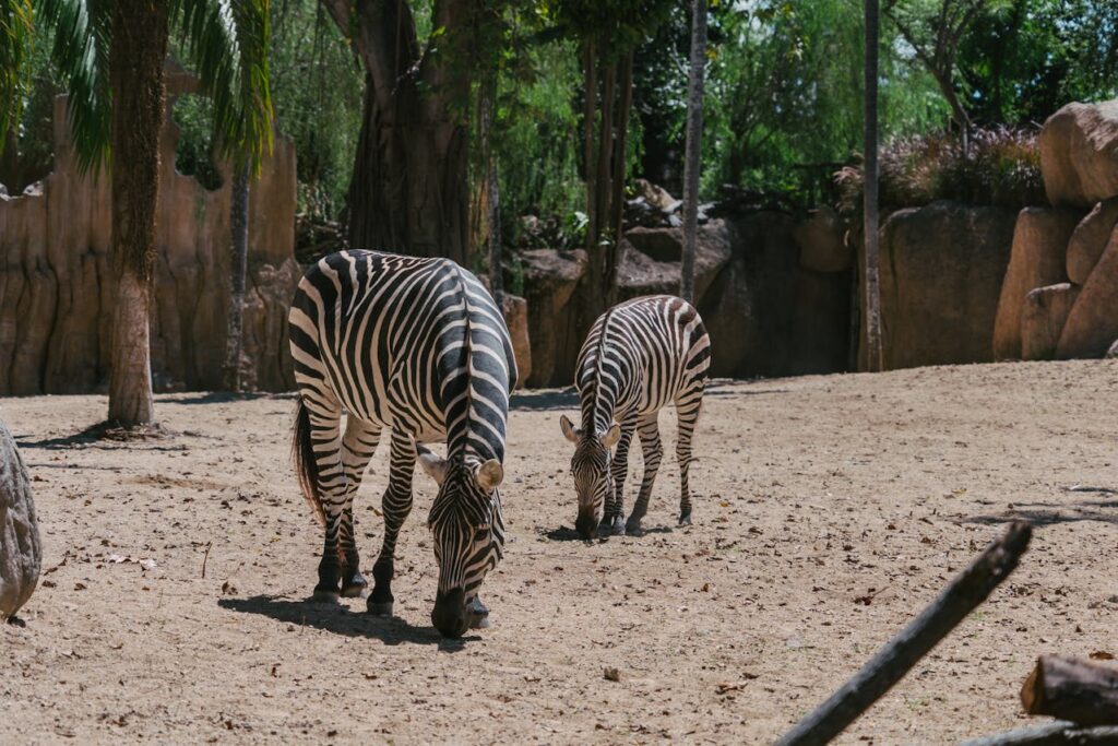 zebra