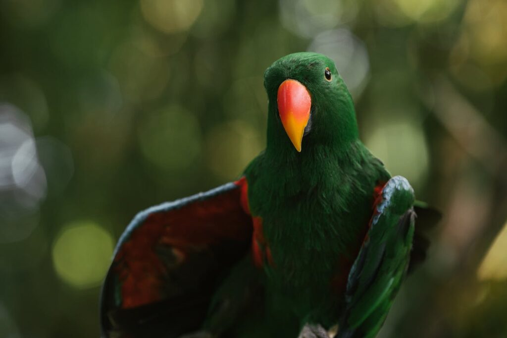 eclectus parrot