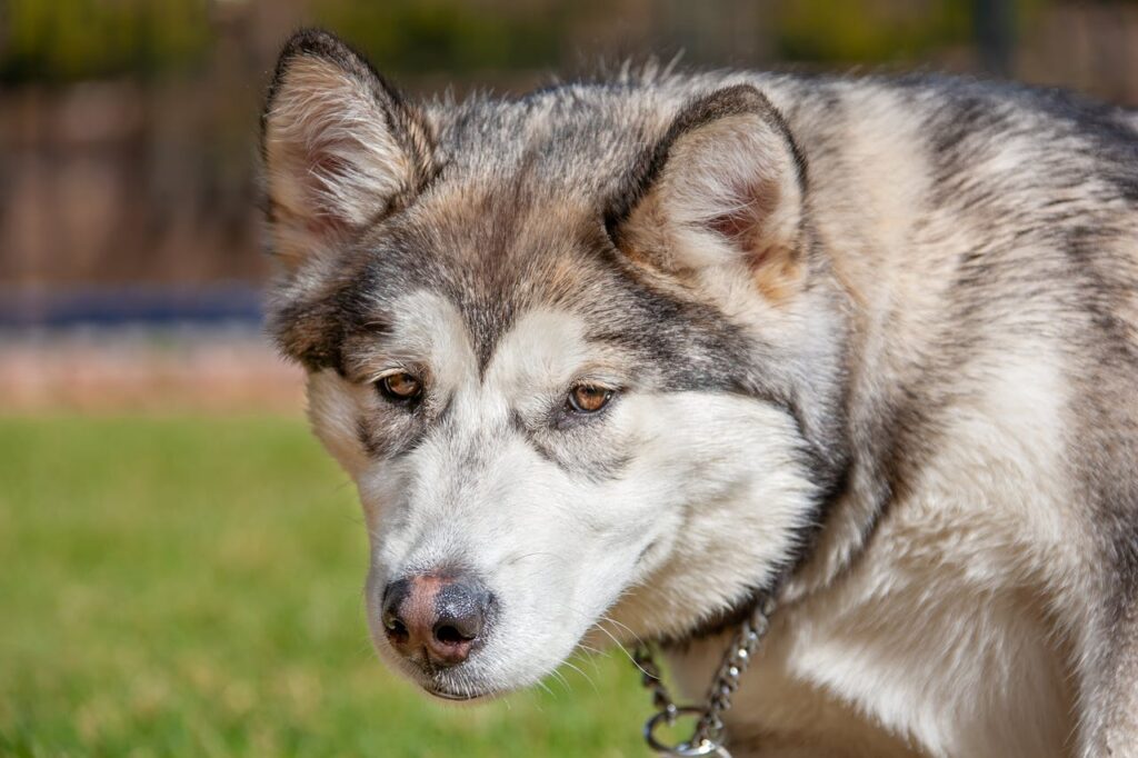 alaskan malmulate
