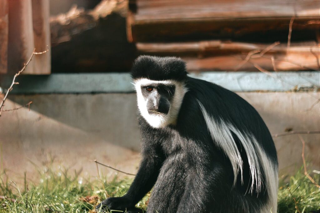 Colobus Monkey