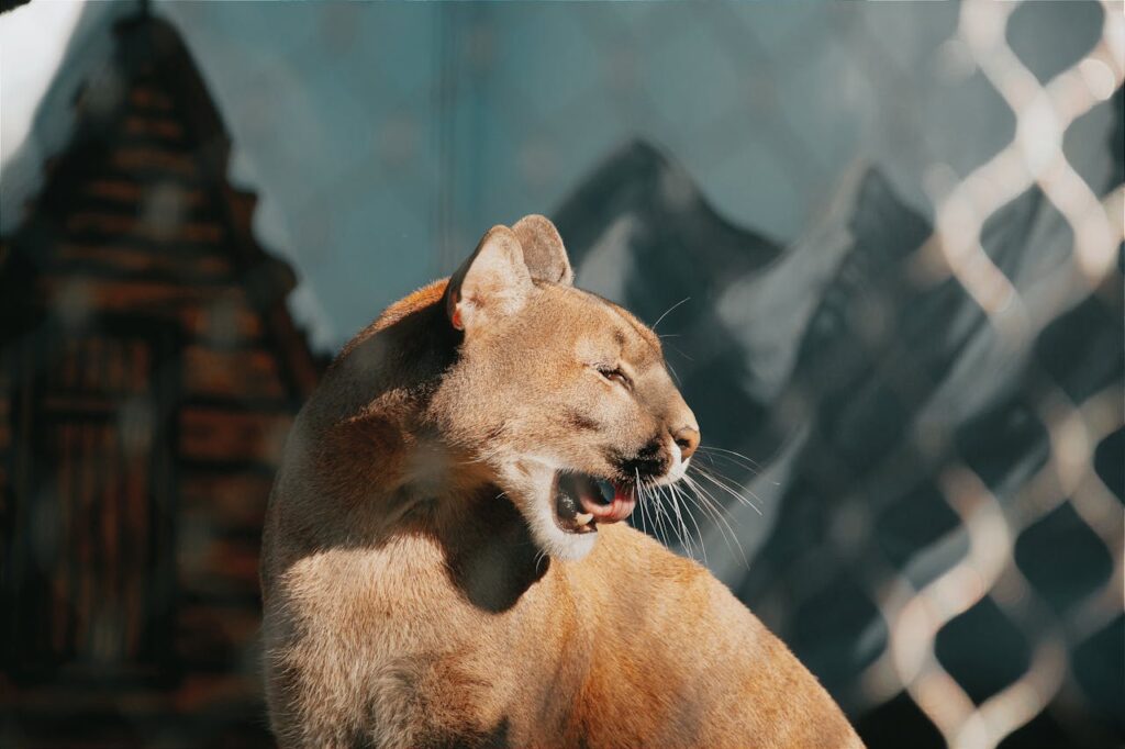 cougar