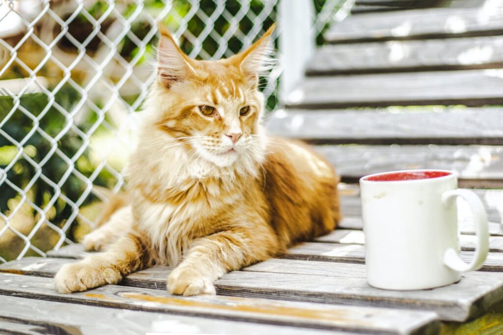 maine coon