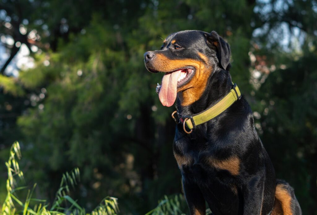 black-rottweiler-with-yellow-dog-collar-