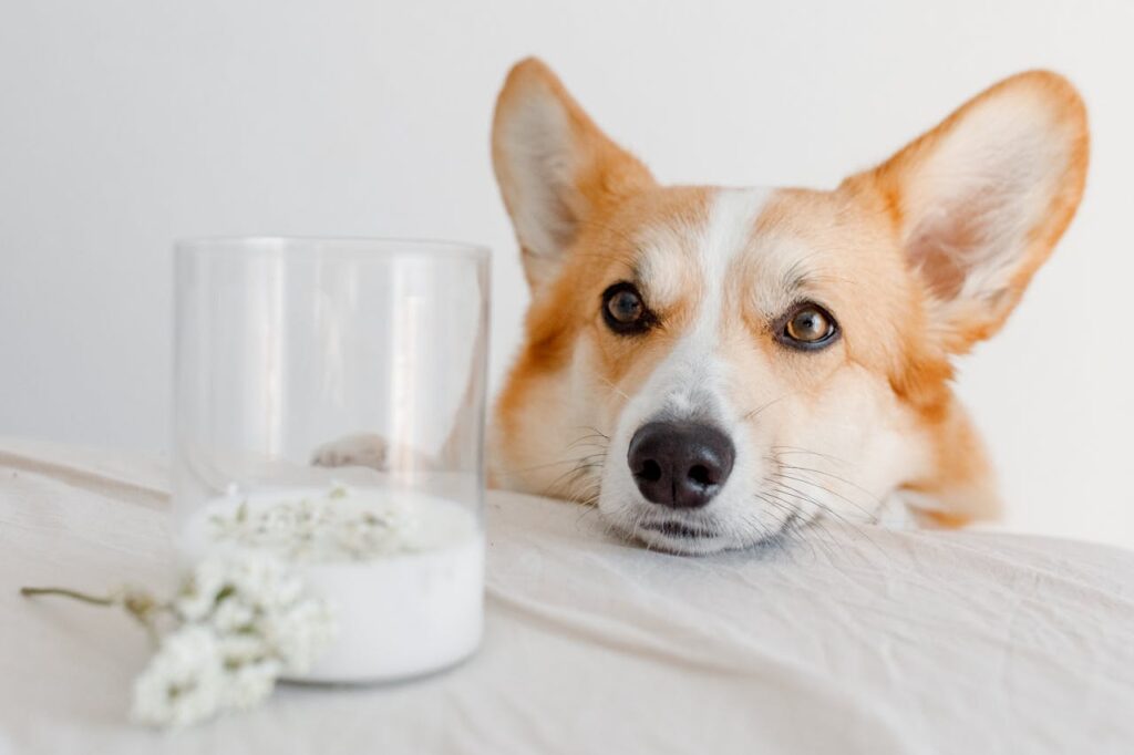 corgi