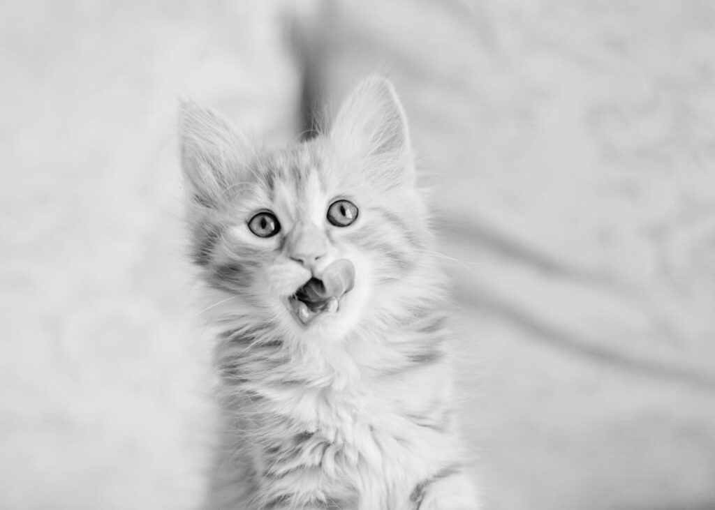 Maine Coon Eating