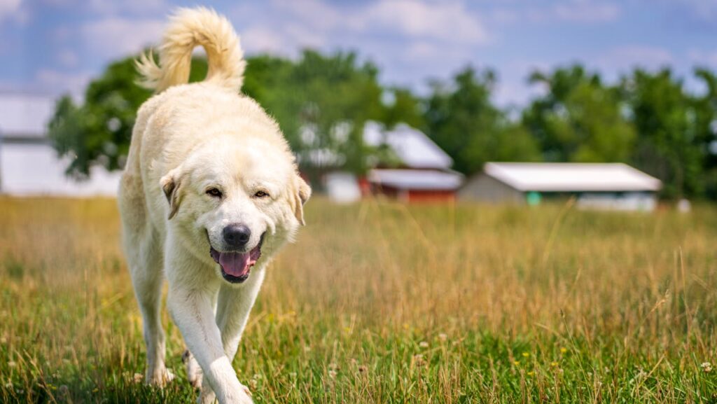 great pyrenees