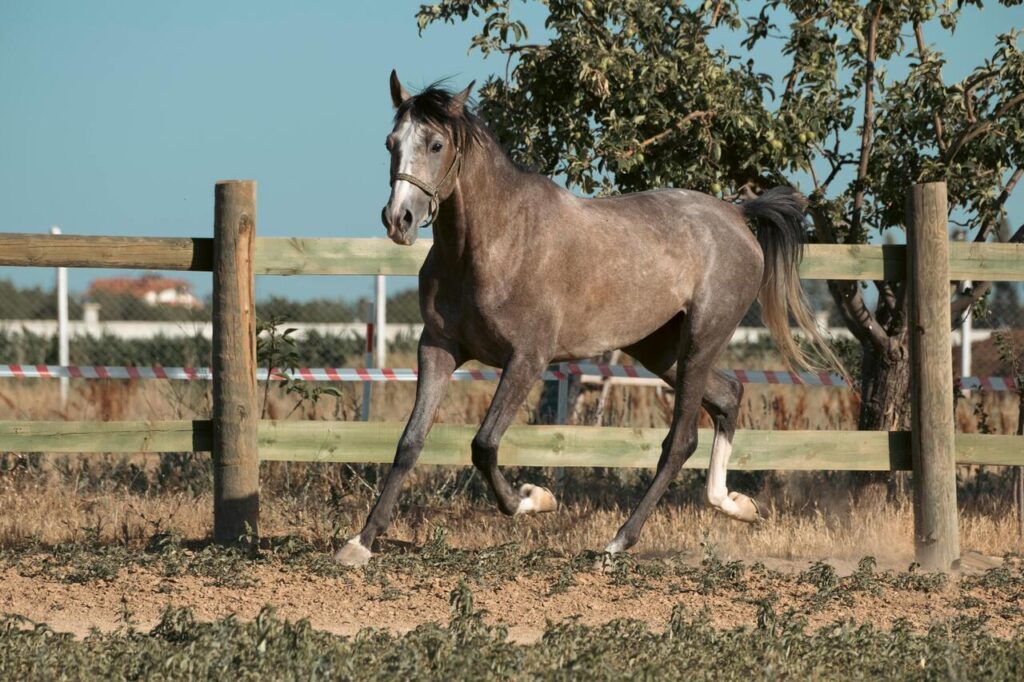 Arabian Horse