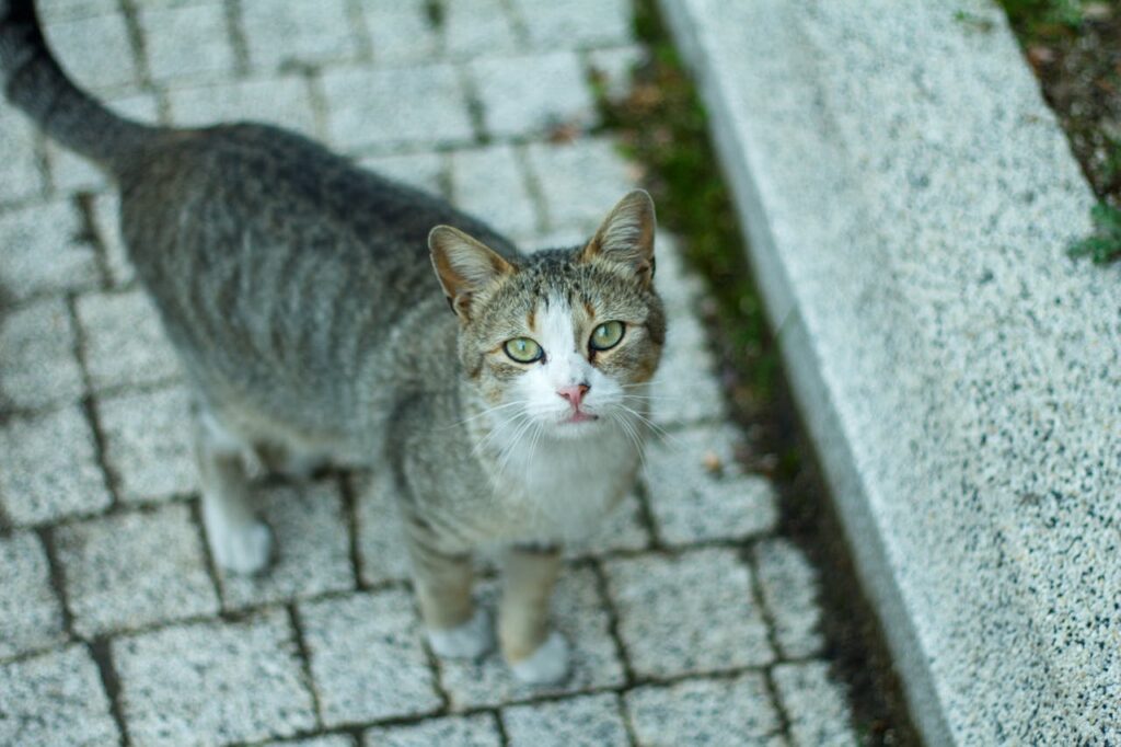 cat shelter