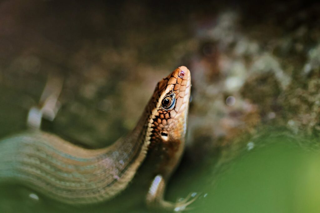 lizard