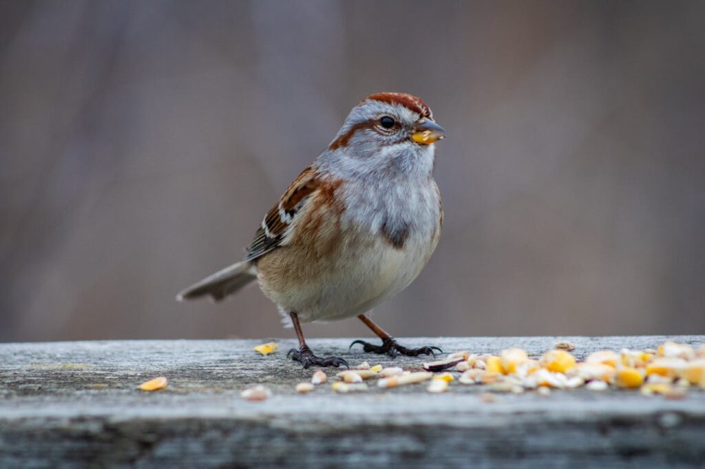 Small Sparrow with Food