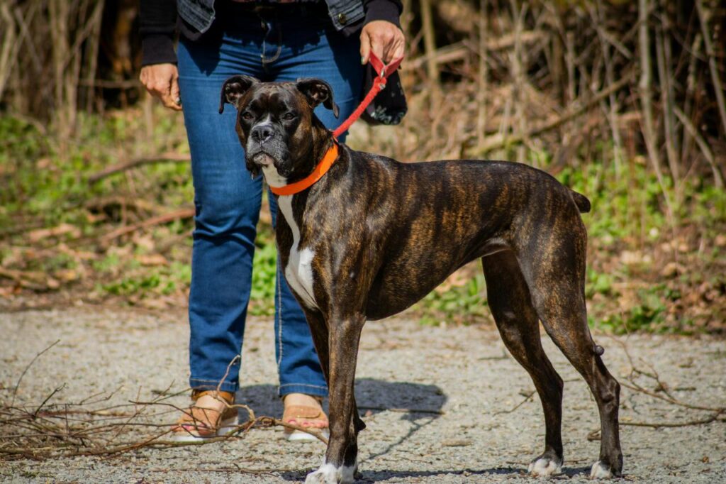 boxer