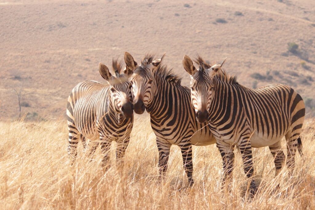 zebra