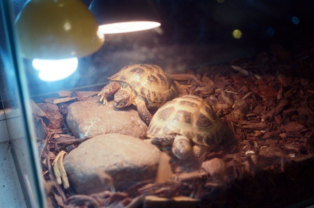 turtles-in-terrarium-warmed-up-with-light-
