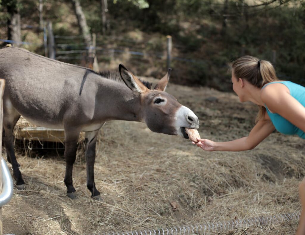 donkey