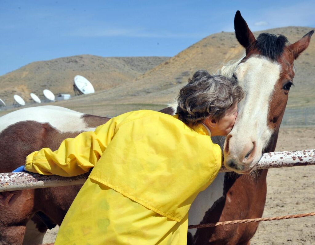 Paint horse
