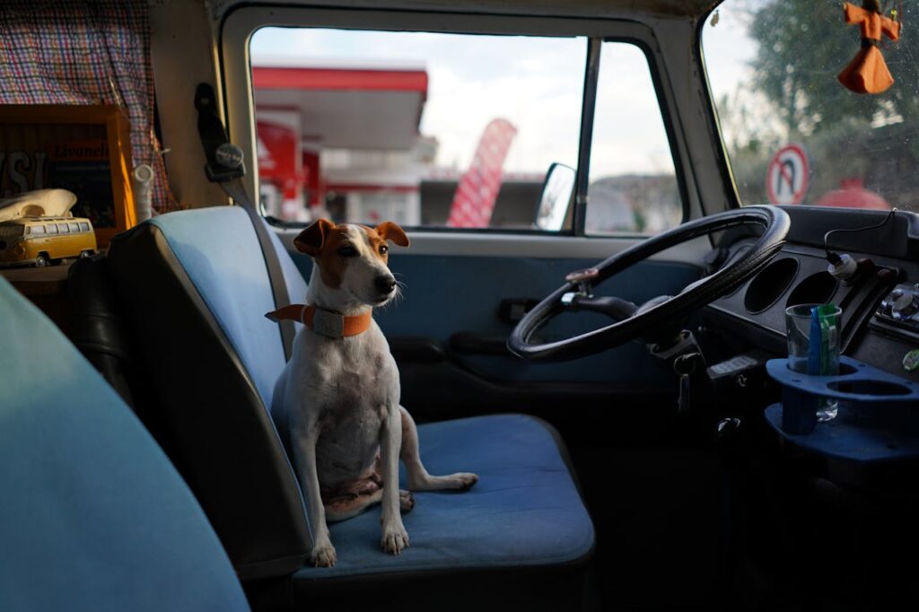 jack russell