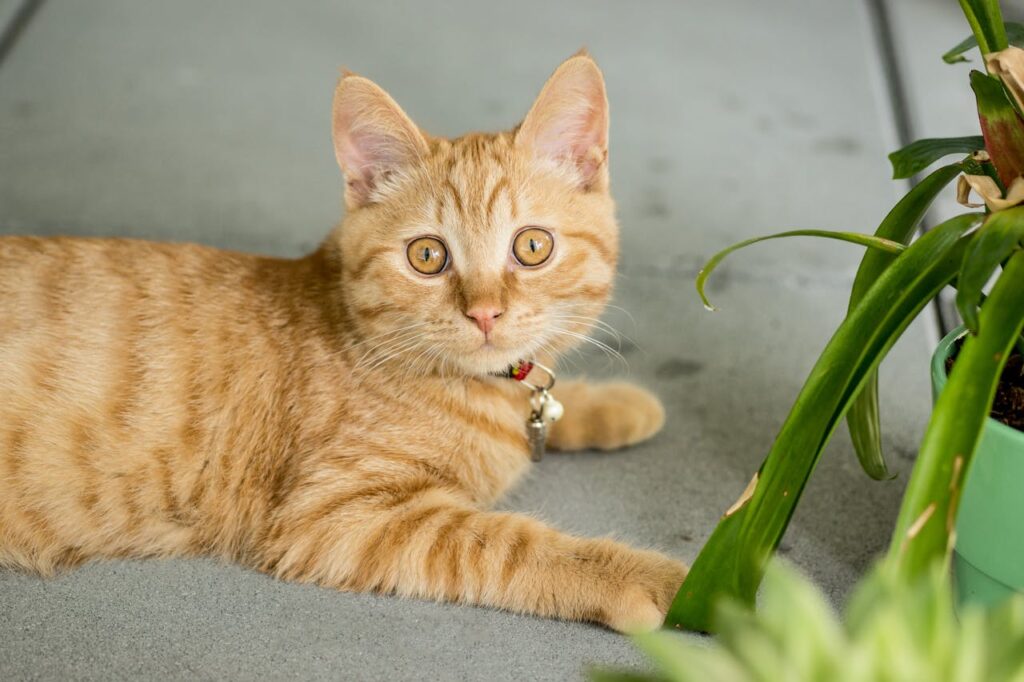orange tabby