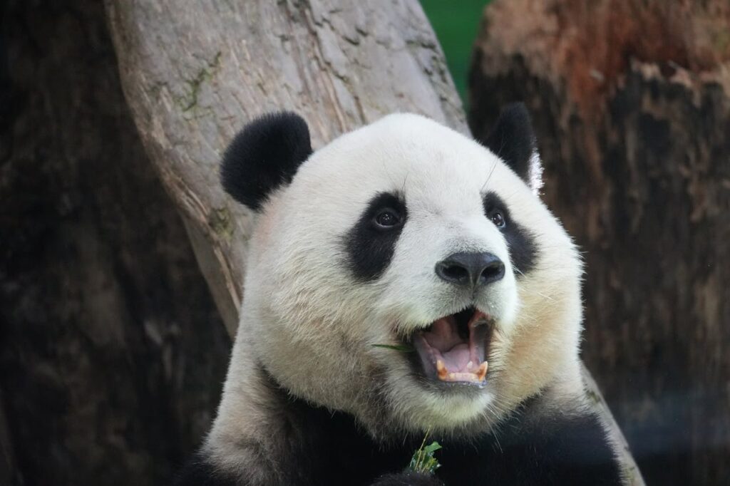 panda