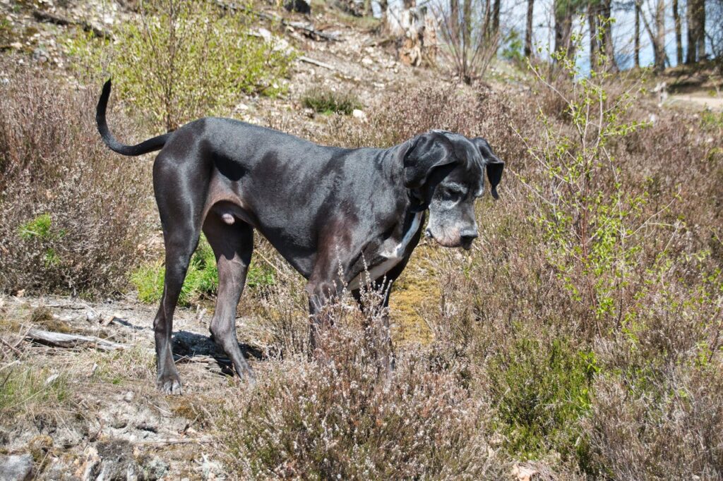 great dane