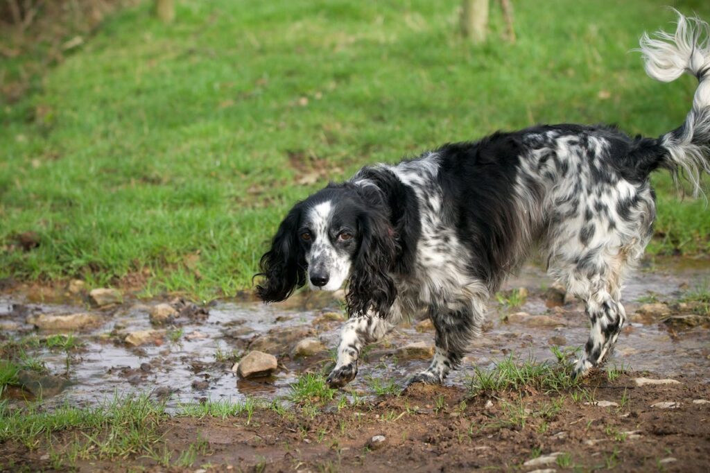 english-springer-spaniel-dog