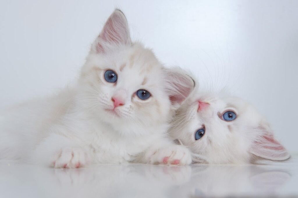 kittens