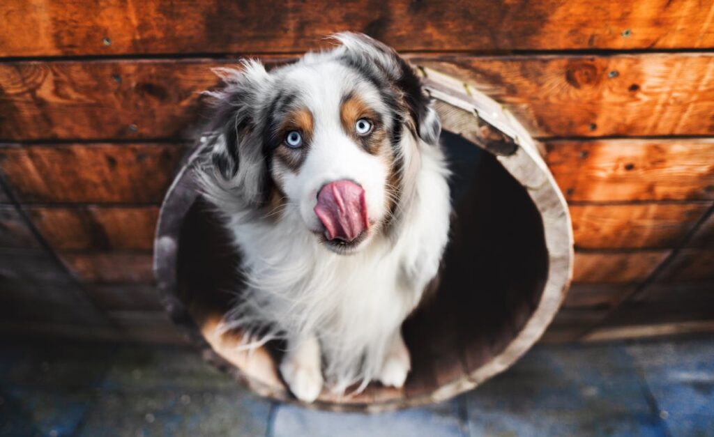australian-shepherd-in-kennel-entrance