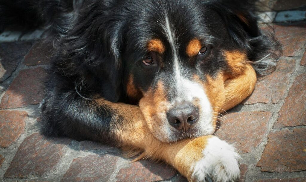 Adult Bernese Mountain Dog Lying on the Field