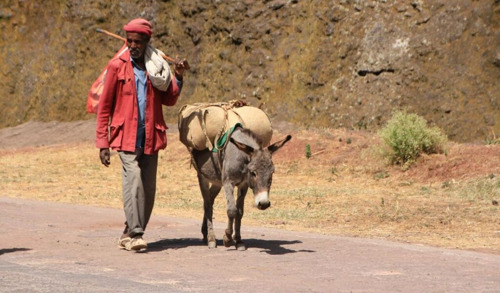 Man Walking Beside His Donkey