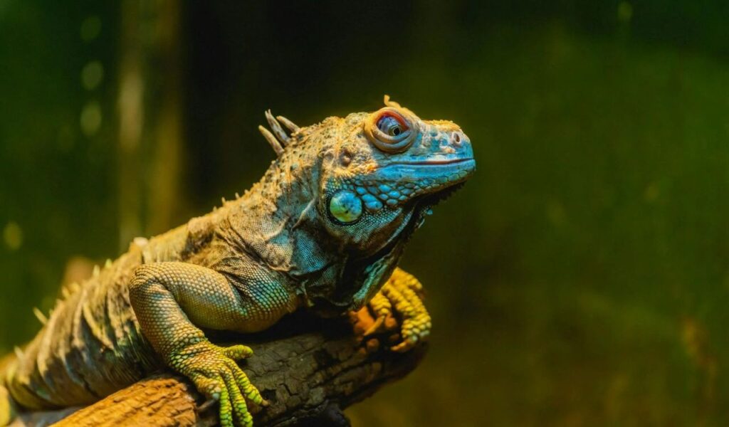 Close-Up Shot of an Iguana