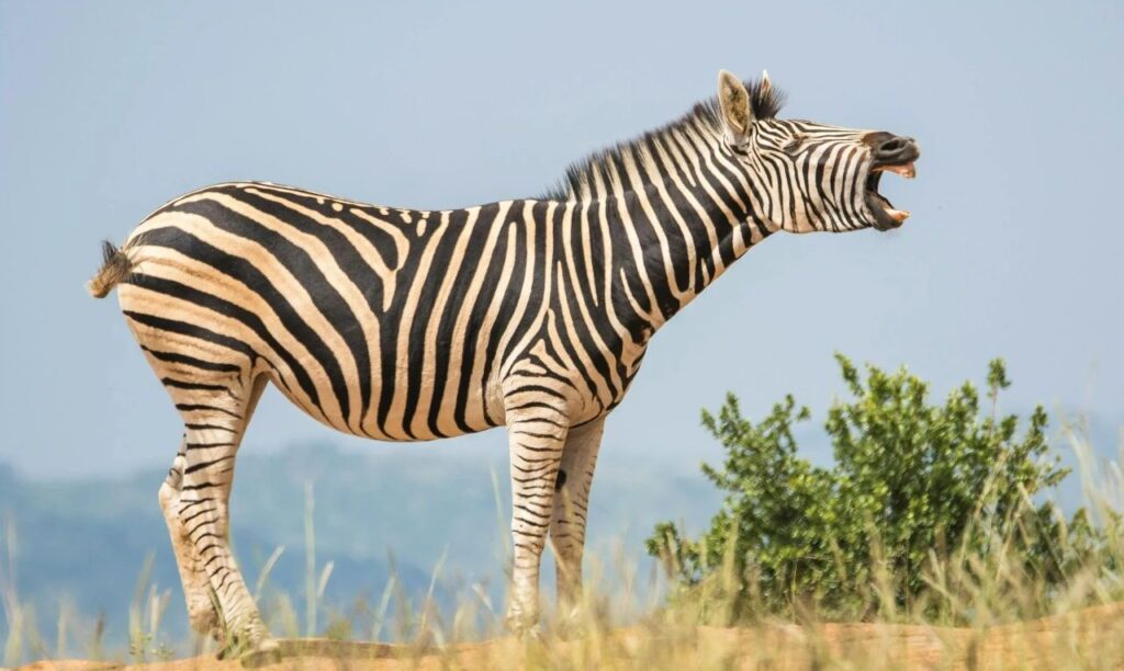White and Black Zebra Standing on Ground