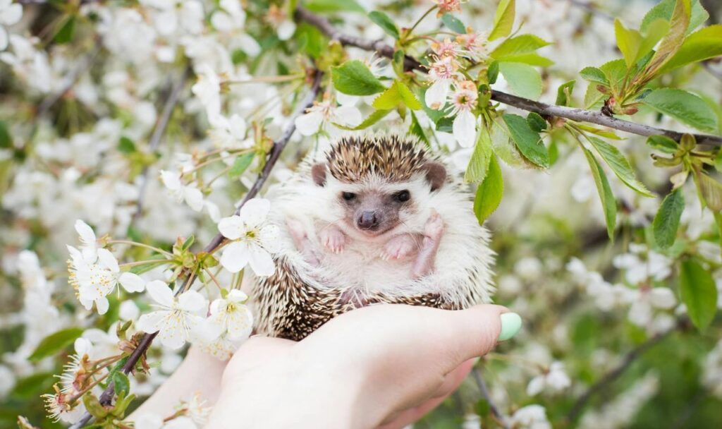 Woman Hands Holding Hedgehog Hoglet in Spring