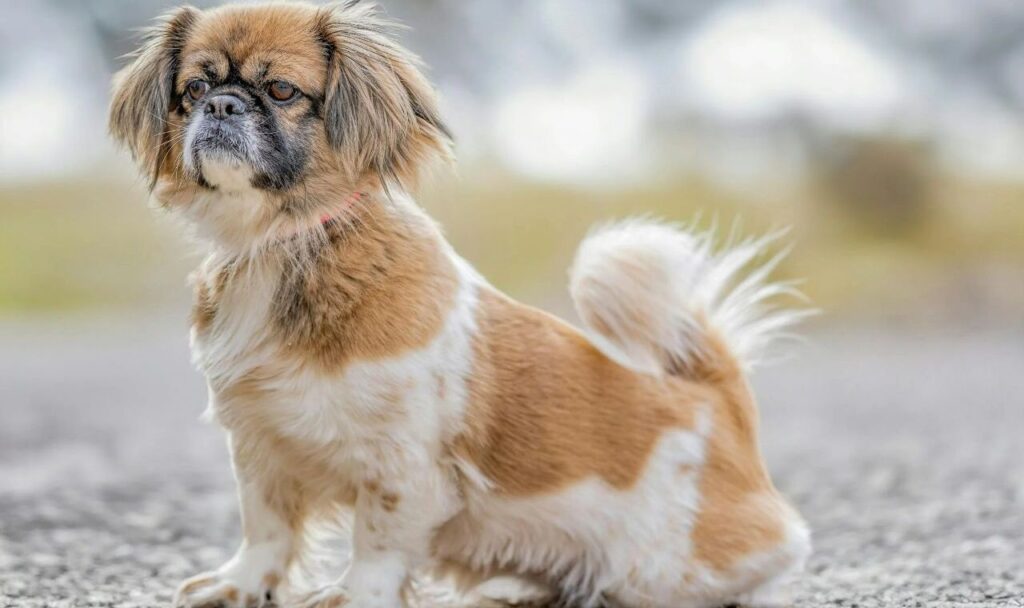 Parti Colored Tibetan Spaniel
