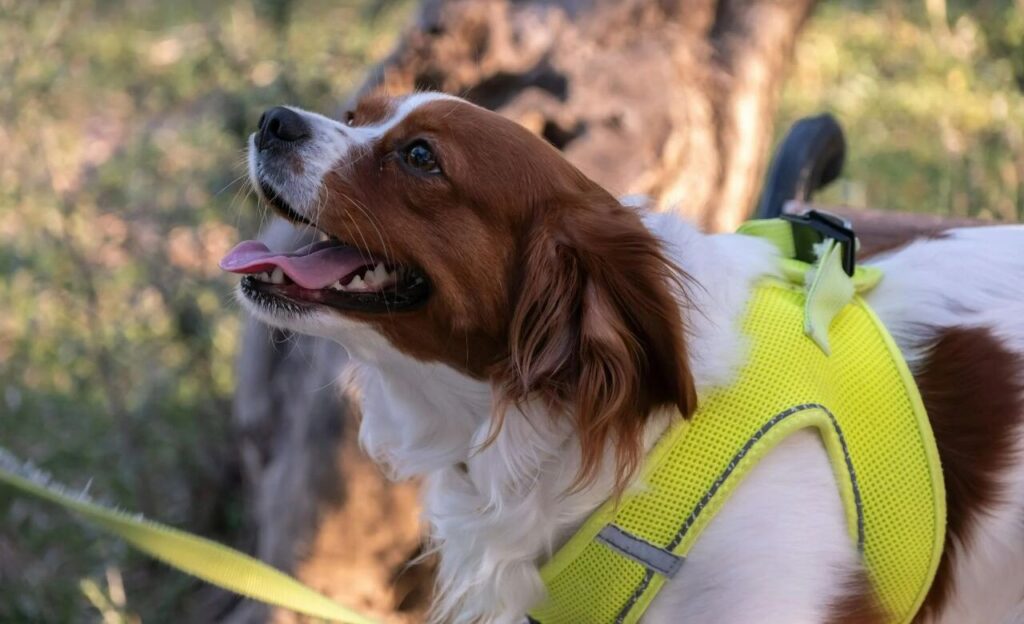 Panting Dog in Yellow Harness