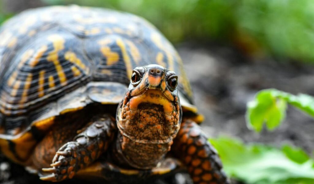 Close-Up Photo of Turtle