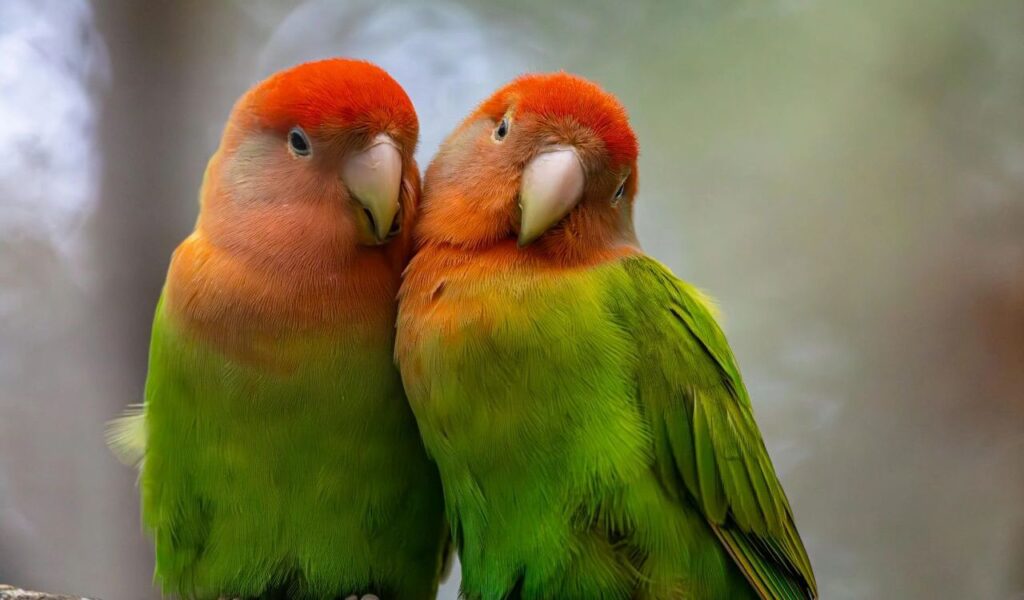 Close-up of Two Lovebirds