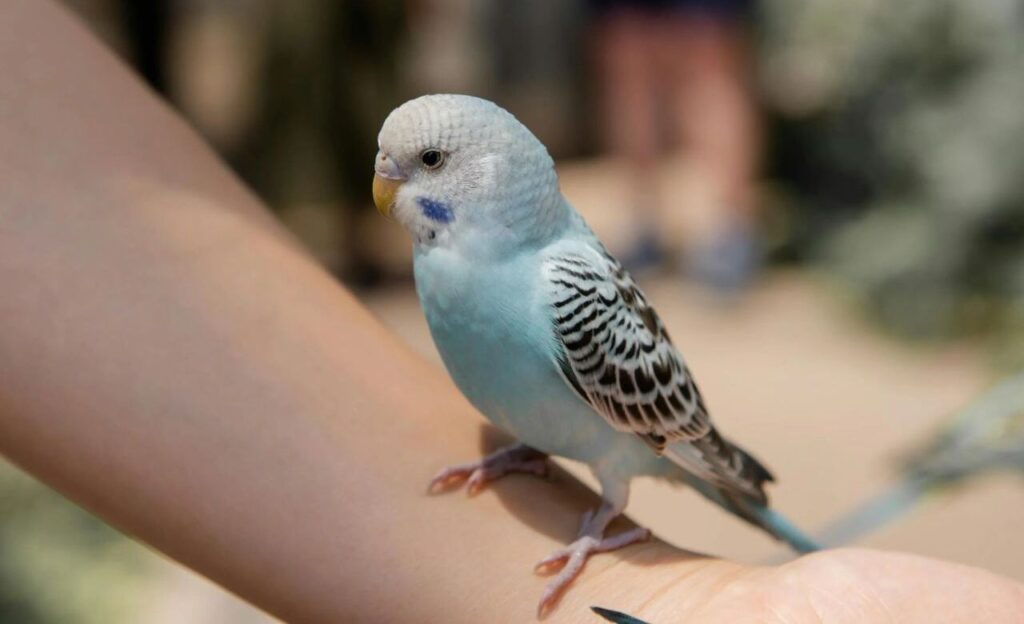 Close-Up Shot of a Macaw Perched on a Hand