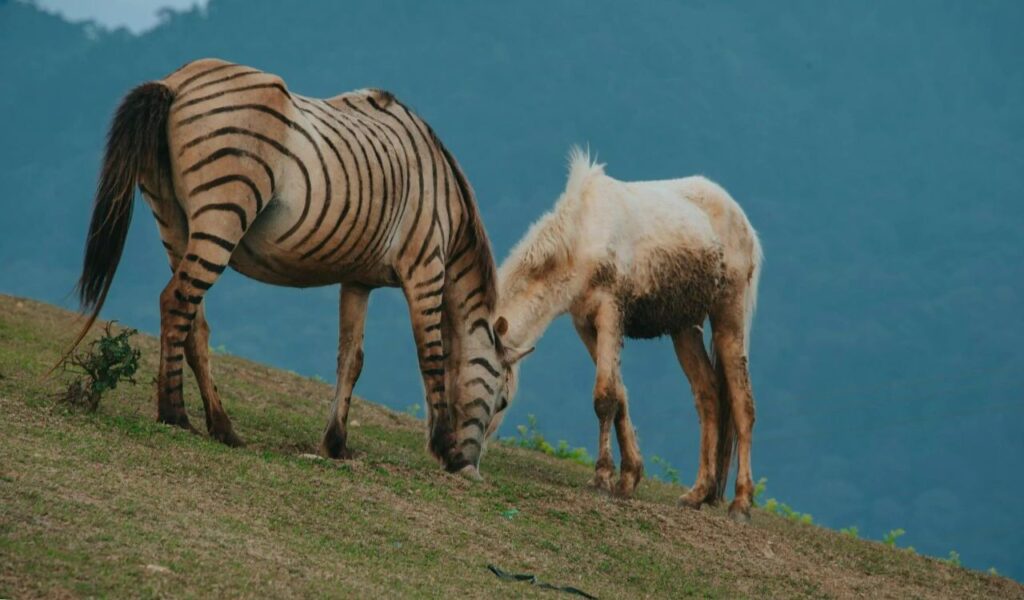 Brown and Black Zebra Beside White Horse