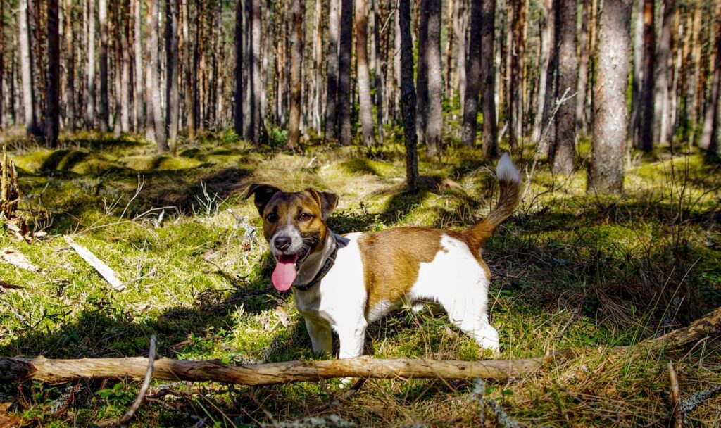 white-jack-russell-terrier