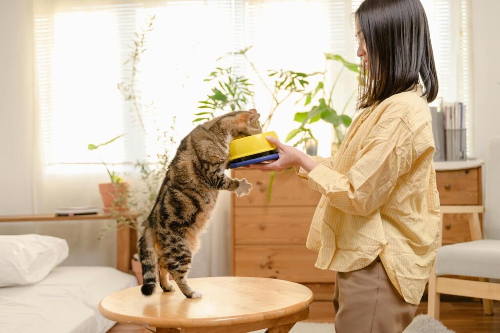 Cat eating