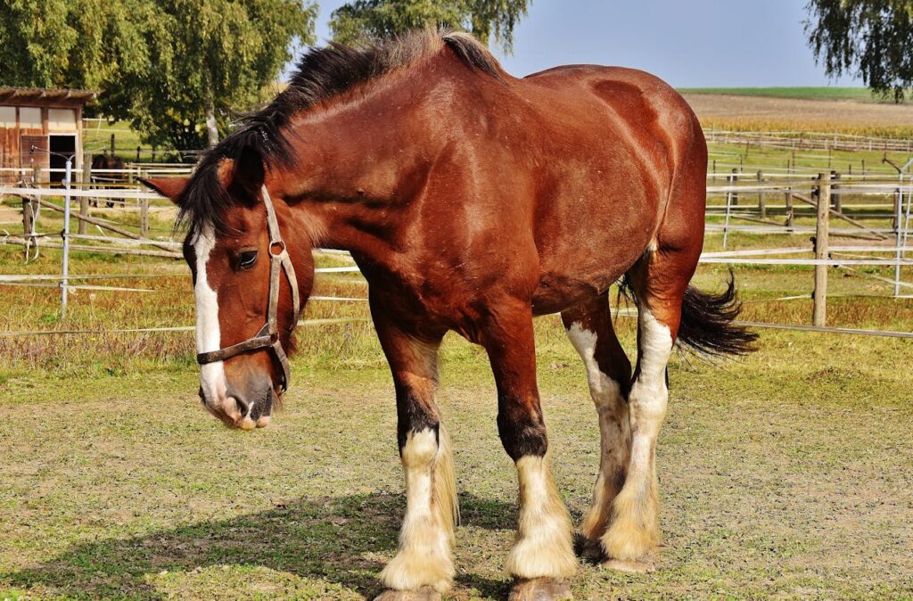 20 Beautiful Horse Breeds With the Fluffy (Feathered) Hooves