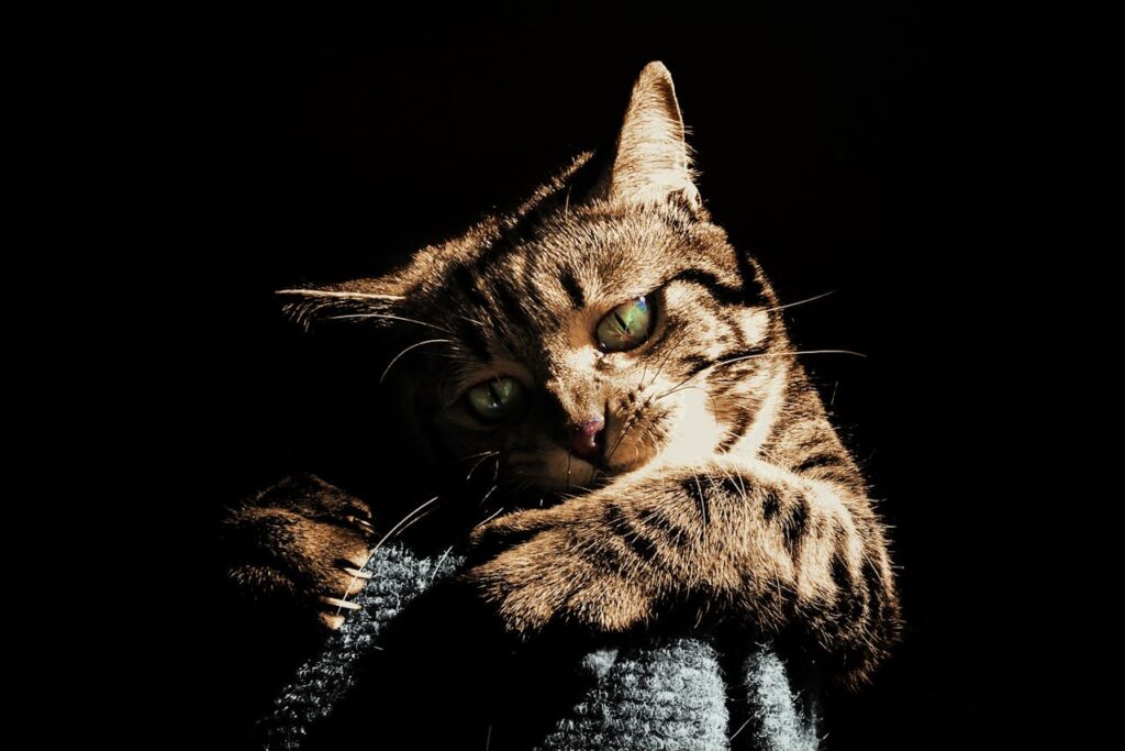 cat