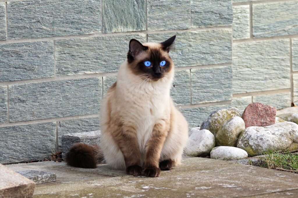 15 All-American Cat Breeds with Fascinating Origins